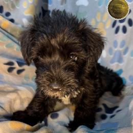 Casey - Black female Miniature Schnauzer puppy in Frankford, Delaware from Miniature Schnauzers of Delmarva