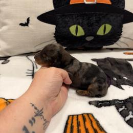 Noah - Dapple male Dachshund puppy in Powell, Tennessee from Tall & Tiny TN k9s