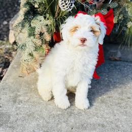 Boy 2 - Tri-color male Australian Labradoodle puppy in Florence, New Jersey from Royal Manor Labradoodles