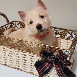 Scottish Terrier Puppies from Schulte's  Scottish Terriers