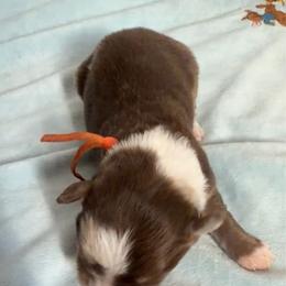 Coffee Bean - Red merle female Australian Shepherd puppy in Ulm, Montana from W Heart Bar Aussies