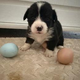 Full fluffy Eli - Black and white male American Corgi puppy in Decatur, Texas from Bar S Corgis