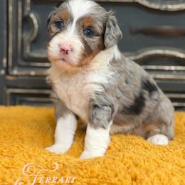 Ferrari - Blue merle female Bernedoodle puppy in Henry, Illinois from Rowe Farms Doodles