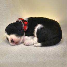 Red Boy (or Sandpaper) - Black and white male English Springer Spaniel puppy in Spanish Fork, Utah from Orchard Hill English Springer Spaniels