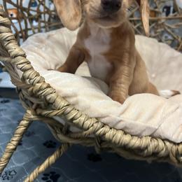 Jada - Dapple female Dachshund puppy in Brooksville, Florida from Ween Acres