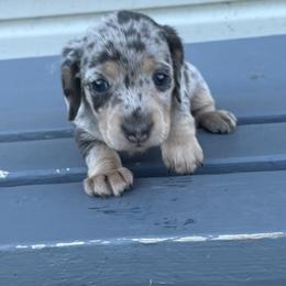 Dachshund Puppies from Dandelion Doxies