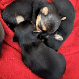 Girl 1 - Blue and gold female Yorkshire Terrier puppy in Phoenix, Arizona from De La Cruz Yorkies