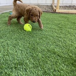 Goldendoodle Puppies from Heavenly Hilltop Farm