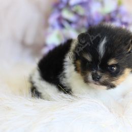 Ian - Black and tan parti male Pomeranian puppy in Sacramento, California from My Precious Poms