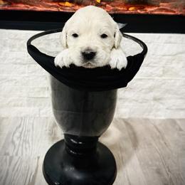 Black - Light golden male Golden Retriever puppy in Clovis, California from Puppy Love, Hall's Goldens
