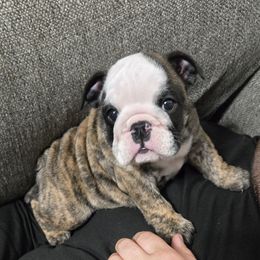 Girl 1 - Brindle female Bulldog puppy in Dublin, Georgia from Chief Bulldogs