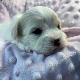 Pukwudgie - White female Coton de Tulear puppy in Howard City, Michigan from Petite Joie Puppies