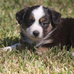 Miniature Australian Shepherd and Toy Australian Shepherd Puppies from TK Mini Aussies