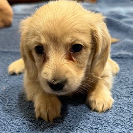 Goldie - Cream female Dachshund puppy in Midland, Texas from Midessa Dachshund