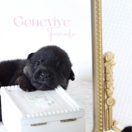 Genevive - Black and cream female German Shepherd puppy in De Land, Florida from 3B’s Animal Artistry