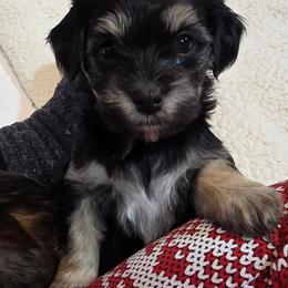 Girl 2 - Black and tan female Cavapoo puppy in Medina, Ohio from Momma's Minis