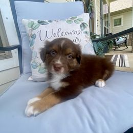 Adele - Red tri-color female Australian Shepherd puppy in Spanish Fort, Alabama from Southern Luck Aussies