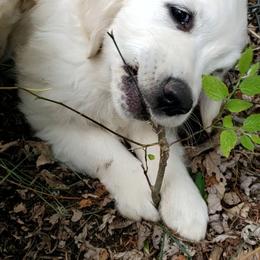 Golden Retriever Puppies from Kansas Prairie Pups
