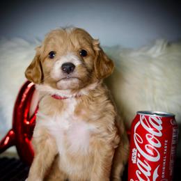 Rainbow - Apricot female Goldendoodle puppy in Mc Arthur, California from California Golden Love