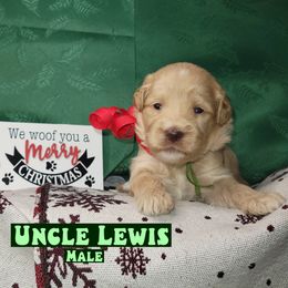 Uncle Lewis - Red male Assorted Doodle Crosses puppy in Beecher, Illinois from Erica’s Doodles