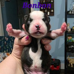 Bonbon - Black and white female Boston Terrier puppy in Columbus, Ohio from Bryn's AKC Bostons