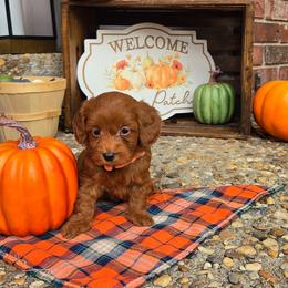 Orange - Apricot male Goldendoodle puppy in Little Rock, Arkansas from Adorable Mini Doodles LLC