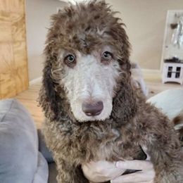 Poodles from Blackland Poodles