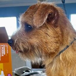 Butler - Red male Norfolk Terrier puppy in Texas from Infinity Kennels