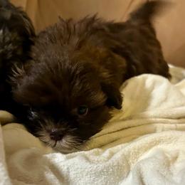 Acorn - Liver and white male Shih Tzu puppy in Statesboro, Georgia from Magnolia Small Breeds