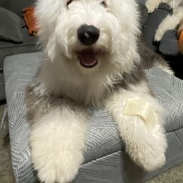 Old English Sheepdog Puppies from Heavinly Blessings Farm Pups - Old English Sheepdog Puppies