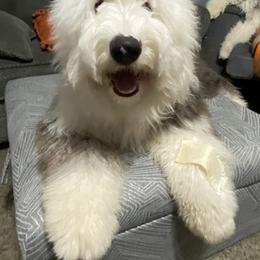 Old English Sheepdog Puppies from Heavinly Blessings Farm Pups - Old English Sheepdog Puppies