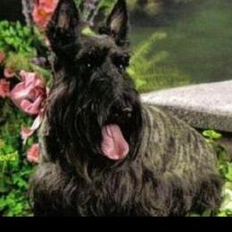 Sunny - Scottish Terrier