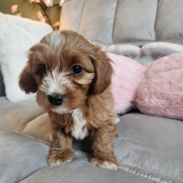Patrick - Apricot male Yorkipoo puppy in Bedias, Texas from Texas Yorkies and Yorkiepoos