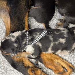 Boy 5 - Harlequin male Beauceron puppy in Henderson, Nevada from Joie de Vie Beaucerons