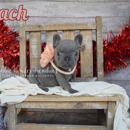 Peach - Tricolors female French Bulldog puppy in Loxahatchee, Florida from Blue Wonder Frenchies