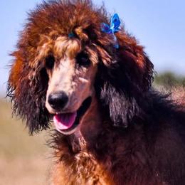 Bernedoodles from Fife and Wife Ranch LLC