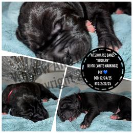 Rudolph - Black male Great Dane puppy in Dundee, Michigan from Weslow AKC Danes