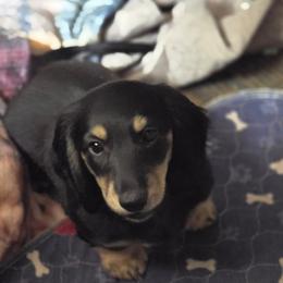 Black and cream brindle - Black and cream male Dachshund puppy in Ethel, Washington from Mickey's Miracle Doxies