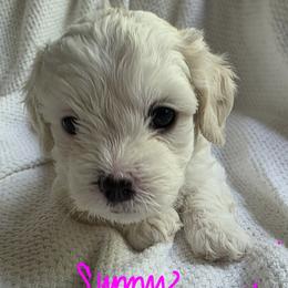 Maltipoo Puppies from Missy's Little Garden