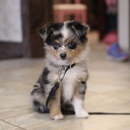 Toy Australian Shepherd Puppies from B4 Toy Aussies
