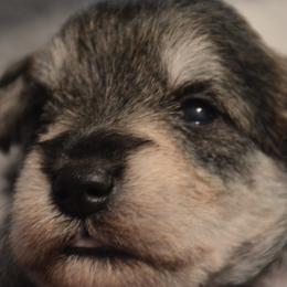 Comet - Salt and pepper male Miniature Schnauzer puppy in Dozier, Alabama from The Bearded Lady Miniature Schnauzers