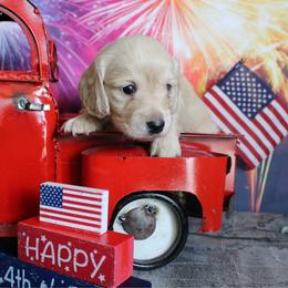 Simon - Cream male Dachshund puppy in Pace, Florida from Shoebox Doxie’s