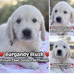 4th Pick Female - Light golden female Golden Retriever puppy in Sarasota, Florida from Platinum Paws Puppies