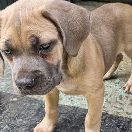 Girl 1 - Fawn female Cane Corso puppy in North Tazewell, Virginia from Banner’s Legacy Cane Corso