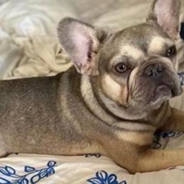 French Bulldogs and Pembroke Welsh Corgis from M Day Puppies