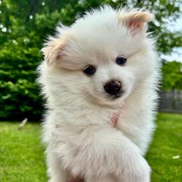Bo bo - Cream parti male Pomeranian puppy in Enfield, Connecticut from That Pom Haus