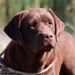 Merry - Labrador Retriever