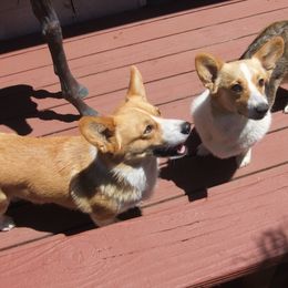 Pembroke Welsh Corgi Puppies from Avalon Farms Pembroke Welsh Corgis