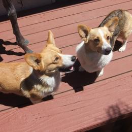 Pembroke Welsh Corgi Puppies from Avalon Farms Pembroke Welsh Corgis