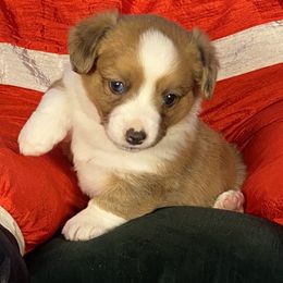 Girl 3 - female Cardigan Welsh Corgi puppy in Brookings, Oregon from Dragonfly Cardigans